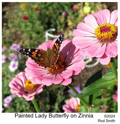 Painted Lady Butterfly on Zinnia
