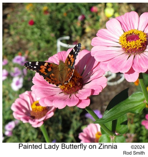 Painted Lady Butterfly on Zinnia