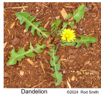 Dandelion