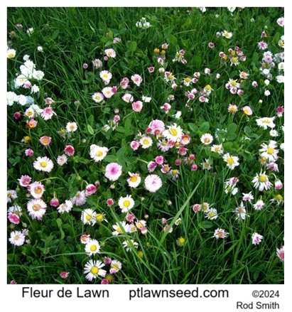 Fleur de Lawn