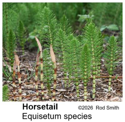 Horsetail
