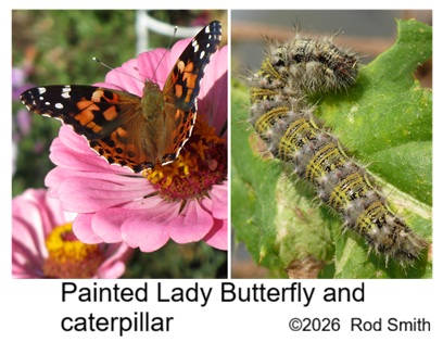 Painted Lady Butterfly and caterpillar