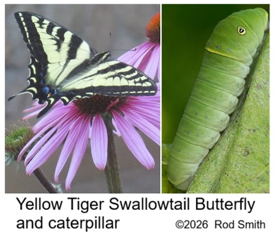 Yellow Tiger Swallowtail Butterfly and caterpillar
