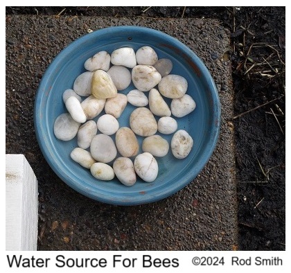 Water for Bees in a saucer