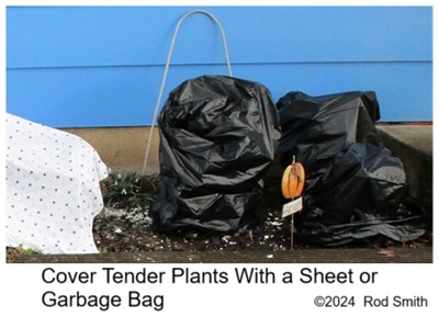 Garbage Bag Over Bush