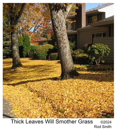 Leaves