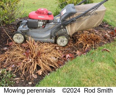 Mowing and Mulching Perennials