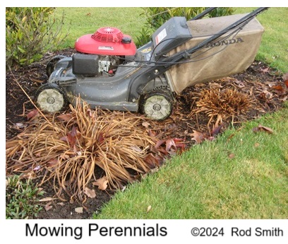 Mowing perennials